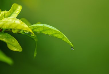 su damla yaprak yeşil