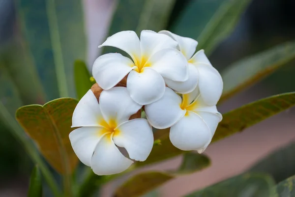 Flor de plumeria — Fotografia de Stock