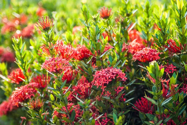 茜草科花 — 图库照片