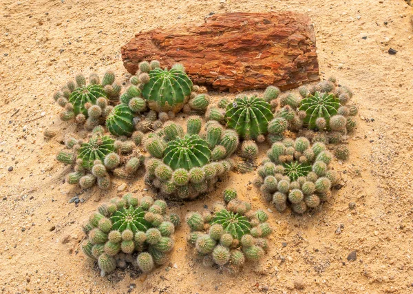 Boule d'or cactus — Photo