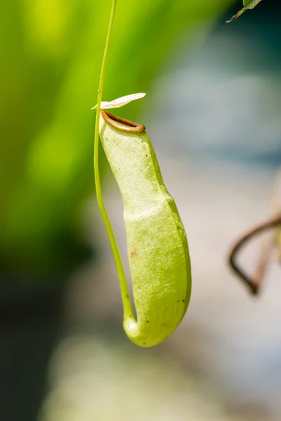 猪笼草 — 图库照片