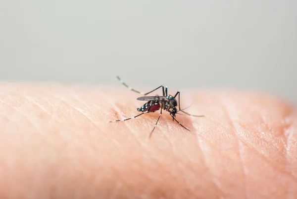 Mosquito chupando humano — Fotografia de Stock