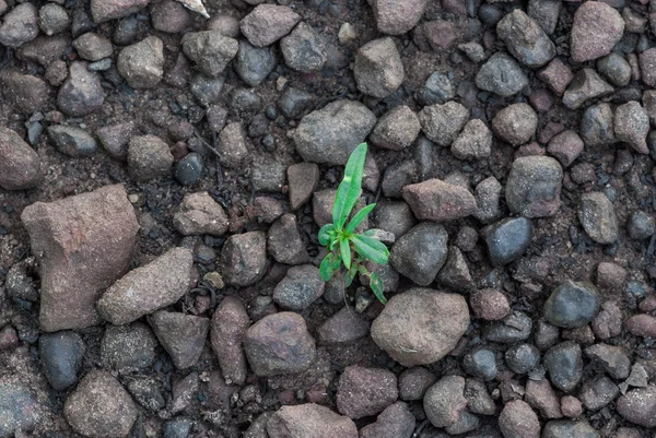 Pequena planta está crescendo — Fotografia de Stock