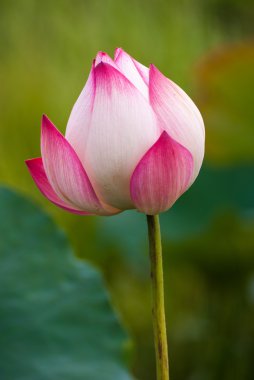 Lotus çiçeği ve lotus çiçek bitki