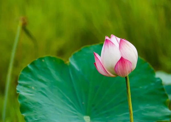 Lotus çiçeği ve lotus çiçek bitki — Stok fotoğraf