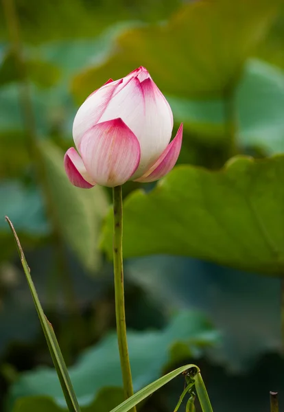 Lotusblomma och lotus blomma växter — Stockfoto
