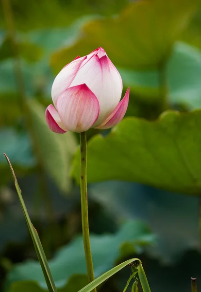 Fiore di loto e piante da fiore di loto — Foto Stock