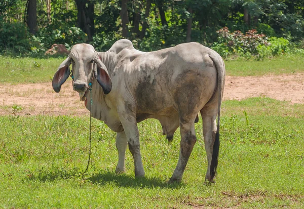 Vaca tailandesa, Nordeste, Tailândia . — Fotografia de Stock