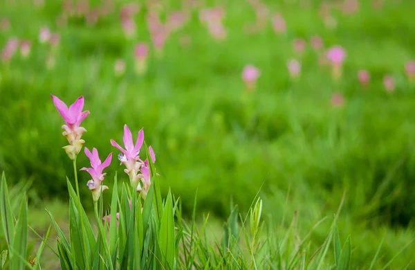 Beautiful Siam Tulip — Stock Photo, Image