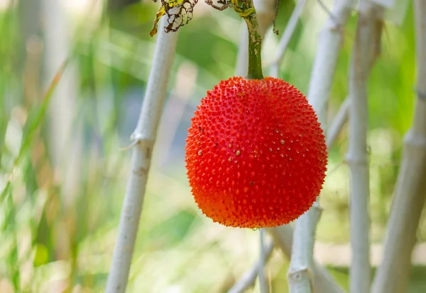 Cactus de bola dorada — Foto de Stock