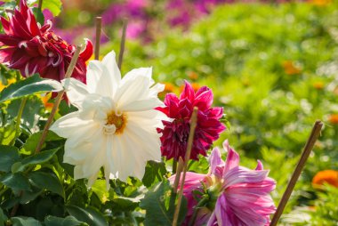 Bahçe dahlia çiçeği