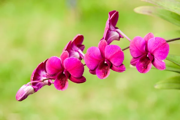 Orchid flower — Stock Photo, Image