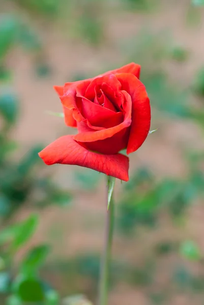 Red roses in the garden — Stock Photo, Image