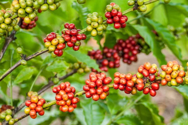 Berry koffie — Stockfoto