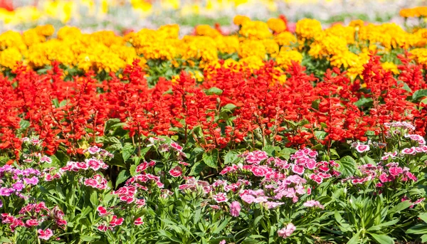 Bellissimi fiori colorati — Foto Stock