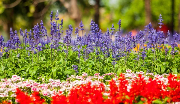 Hermosas flores coloridas — Foto de Stock