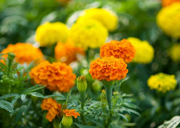 Желтый цветок, Мэриголд — стоковое фото