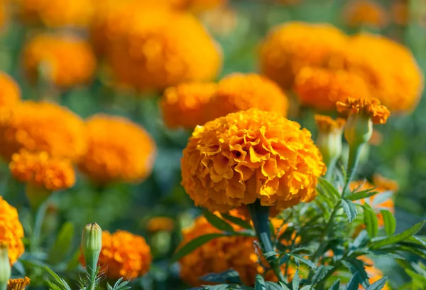 Желтый цветок, Мэриголд — стоковое фото