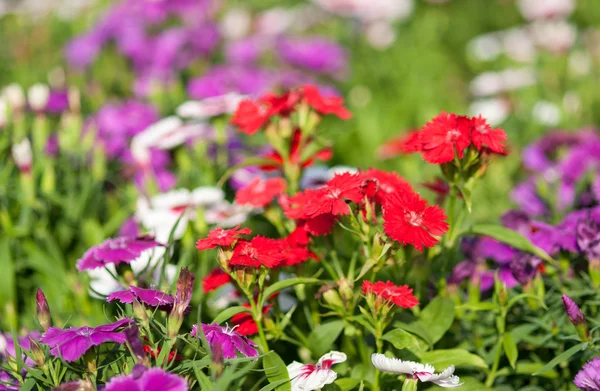 Fiore di Dianthus — Foto Stock