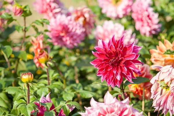 Bahçe dahlia çiçeği