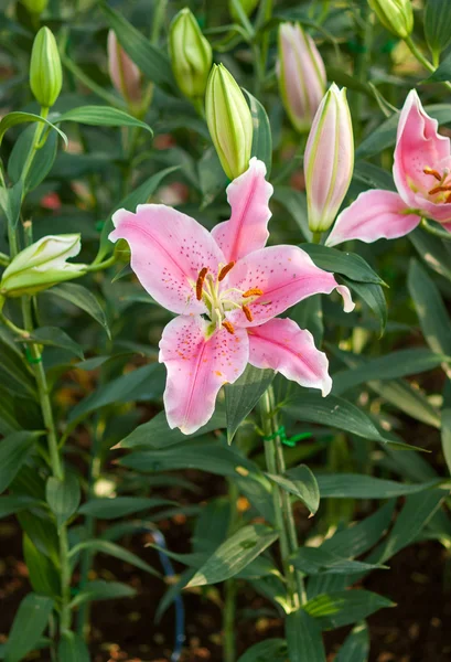 Lily flower — Stock Photo, Image