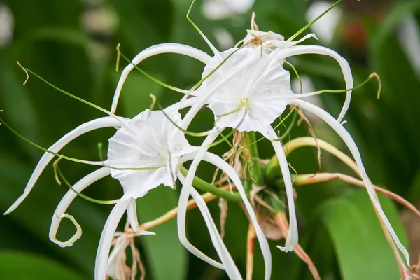 Crinum Lily, Lírio do Cabo, Lâmpada Venenosa, Lírio de Aranha — Fotografia de Stock
