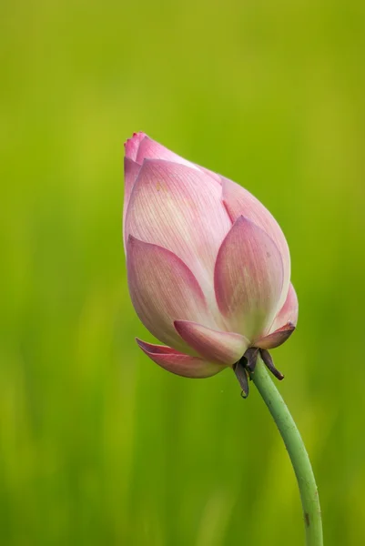 Flor de lótus. — Fotografia de Stock