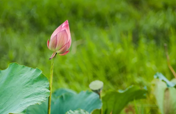 Flor de loto. — Foto de Stock