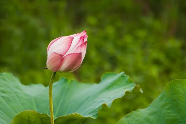 Flor de loto. — Foto de Stock