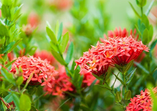 Rubiaceae flores — Fotografia de Stock
