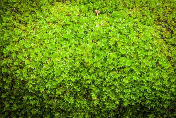 Grön mossa — Stockfoto