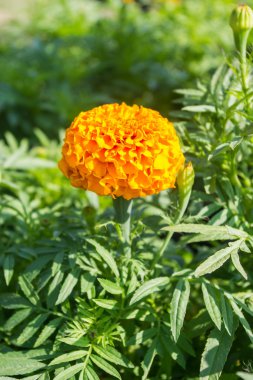 sarı çiçek, kadife çiçeği