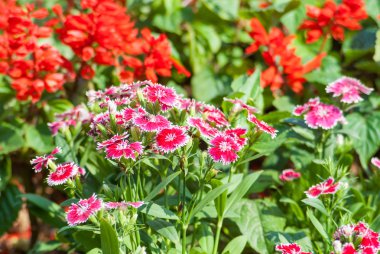 Çin pembe, dianthus çiçek