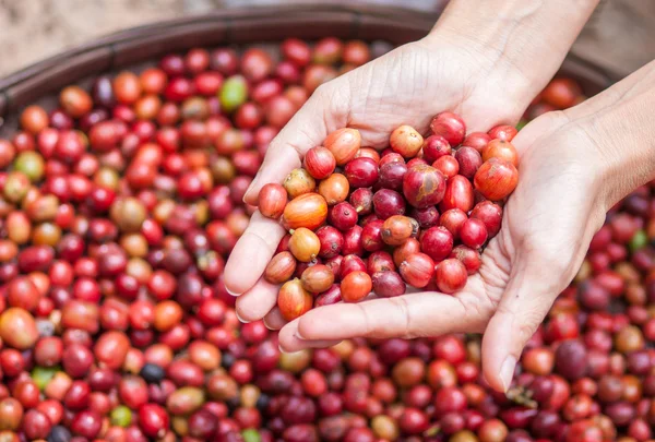 Czerwone jagody kawy — Zdjęcie stockowe