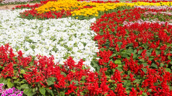 Hermosas flores coloridas — Foto de Stock