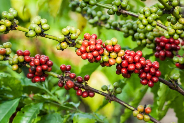 Árvore de café com bagas maduras — Fotografia de Stock