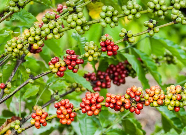 kahve ağacı olgun çilek ile