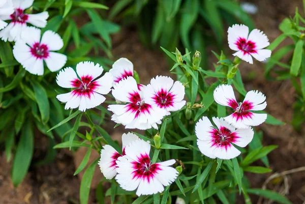 Cina Rosa, Dianthus chinensis L . — Foto Stock