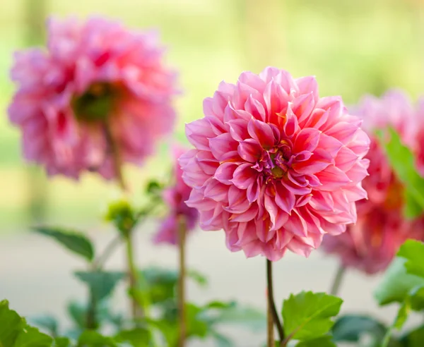 Garden Dahlia flower — Stock Photo, Image