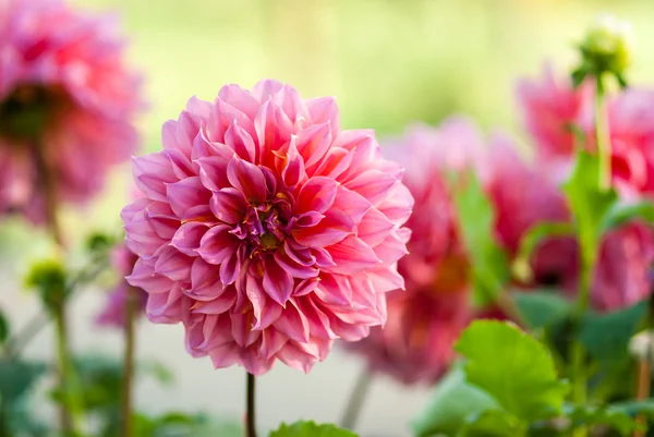 Garden Dahlia flower — Stock Photo, Image