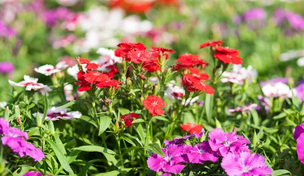 Dianthus çiçek — Stok fotoğraf