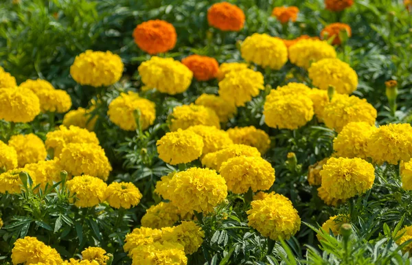 Żółty kwiat, Nagietek — Zdjęcie stockowe