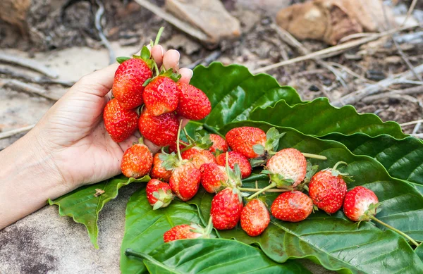 Strawberries — Stock Photo, Image