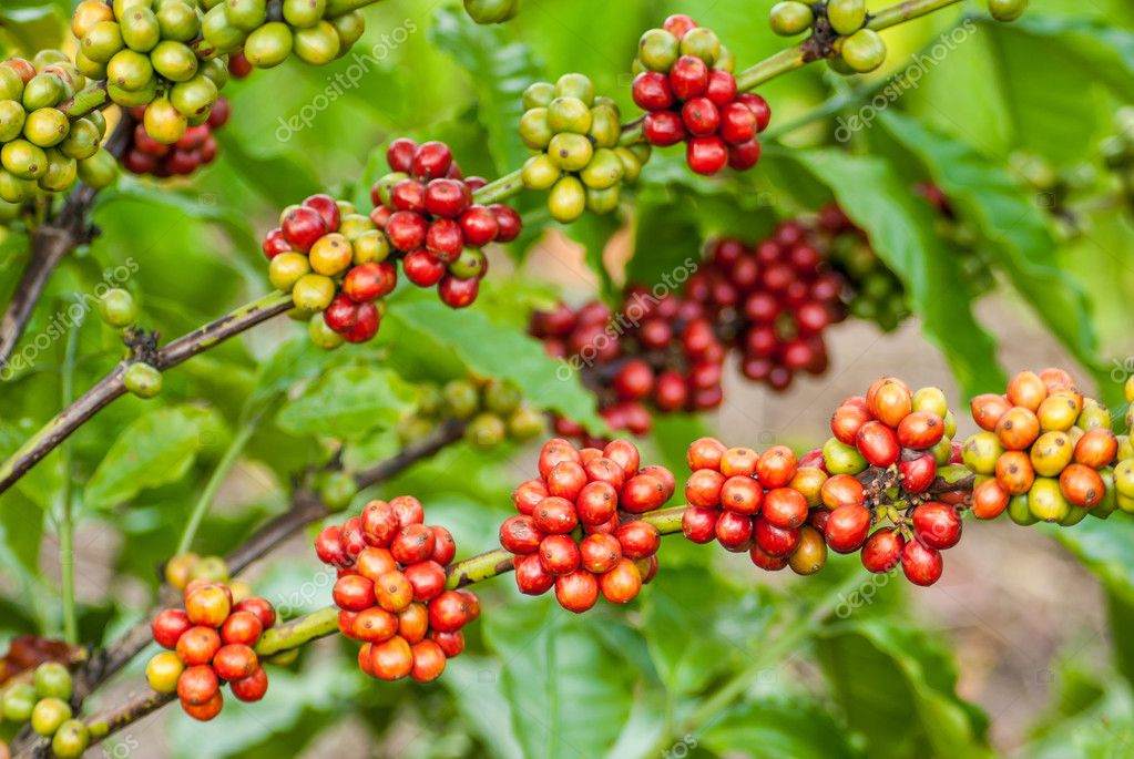Berry Coffee — Stock Photo © seksan44 40992179
