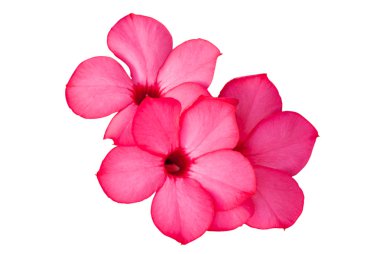 adenium obesum, çöl gül izole et.