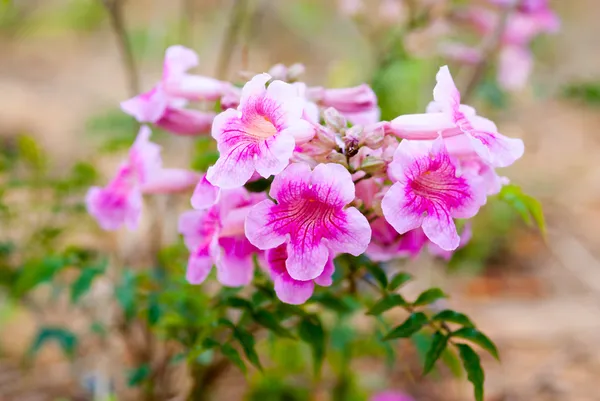 Allamanda flowers — Stock Photo, Image