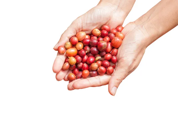 Frutas vermelhas grãos de café na mão agricultor isolar — Fotografia de Stock