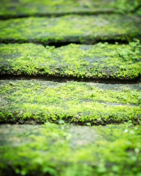 Green moss on walker street — Stock Photo, Image
