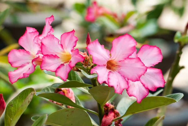 Wüstenrose — Stockfoto