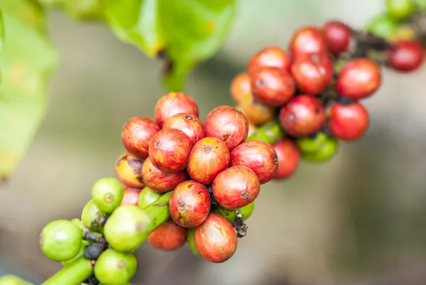 Kaffe bär — Stockfoto